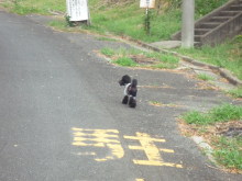 $ボムのひとりごと 改め ラボのひとごと