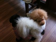 $ボムのひとりごと 改め ラボのひとごと