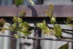 ムベの花