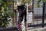 ハボタンの花とワグマ