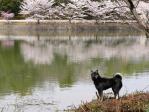 水辺のワグマ