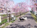 薬師川のしだれ桜