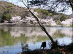 今日もお花見412