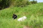 ノンノとワグマの畑の見張り
