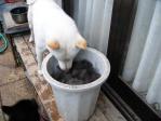 ワグマの抜けた毛を嗅ぐノンノ