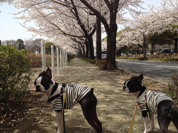 20120412写真 12-04-10 12 16 11