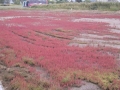 さんご草