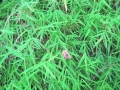 800px-Pogonatherum_paniceum_NP.jpg
