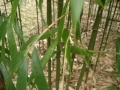 IMGP1196.jpg