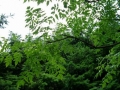 IMGP2337.jpg