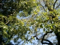 IMGP5740.jpg