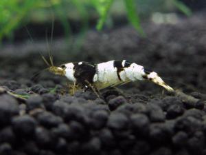2011083001_20110831000545.jpg