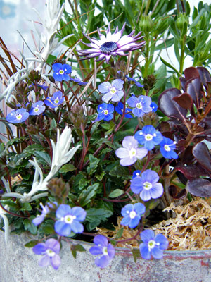 オステオスペルマム寄せ植え