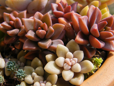 寄せ植え1