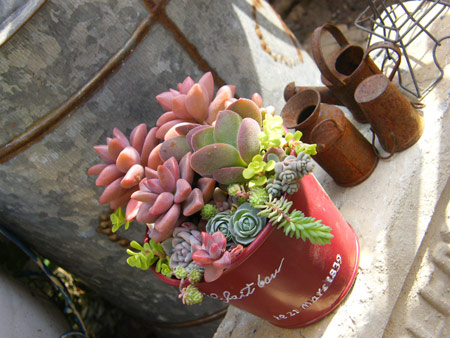 多肉寄せ植え