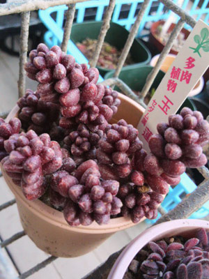 玉蓮