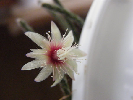 リプサリスの花