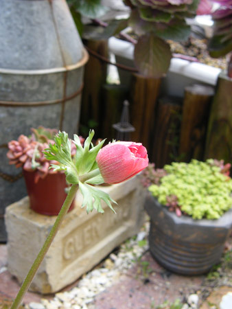 地植えのアネモネ