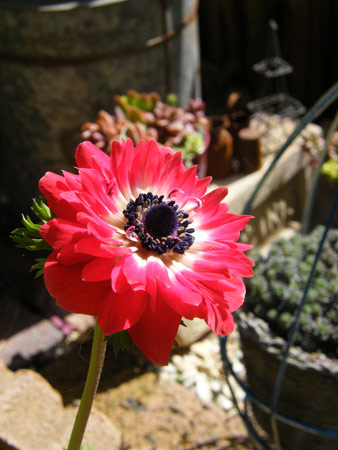 地植えアネモネ
