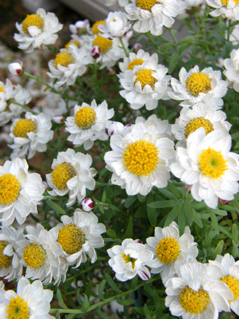 花かんざし