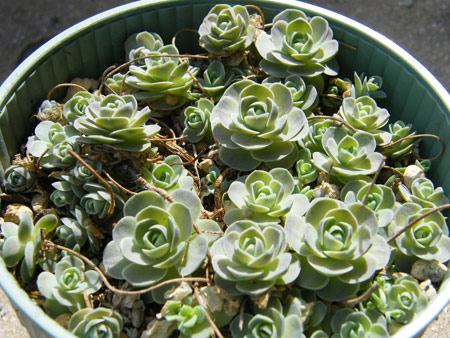 子持ち蓮華