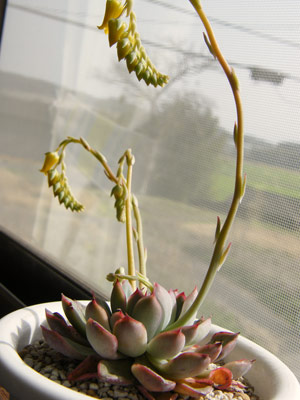 花うらら