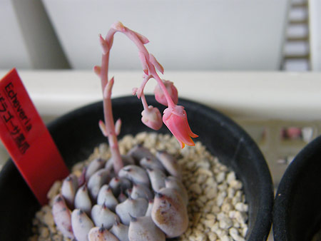 ザラゴーサ花芽