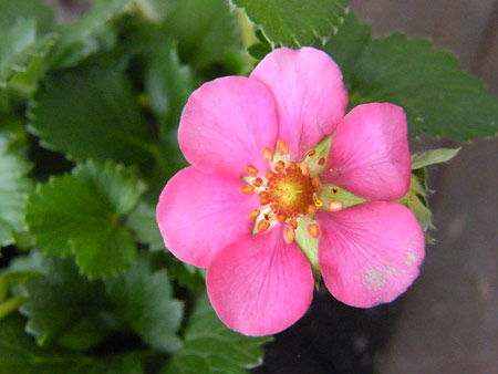 赤花いちご
