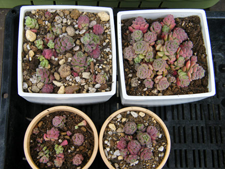 スプリングワンダー植え替え