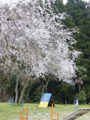 スクール桜