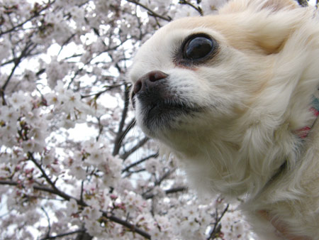 むーたんと桜