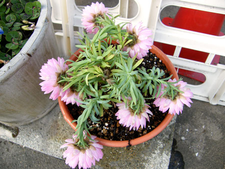 花かんざしピンク