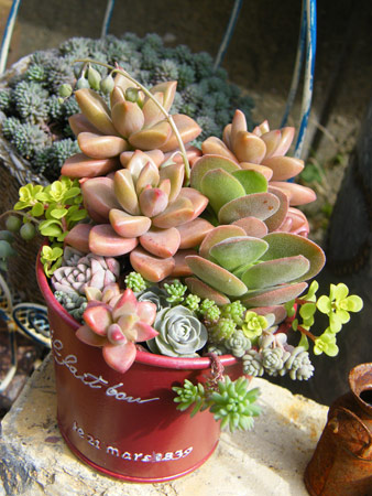 多肉寄せ植え