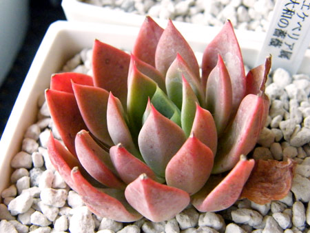 ギルバの薔薇