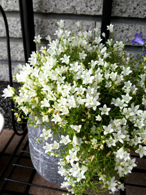 スパイシーベル2012