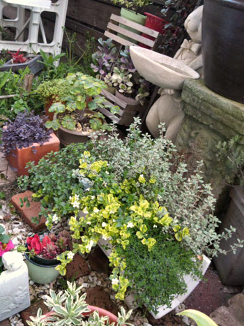 ハーブ寄せ植え