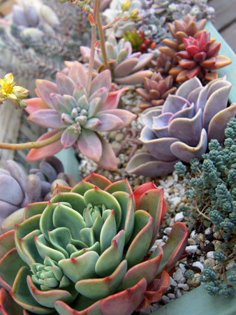 多肉寄せ植え