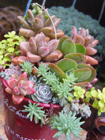 多肉寄せ植え