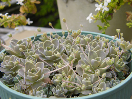 子持ち蓮華