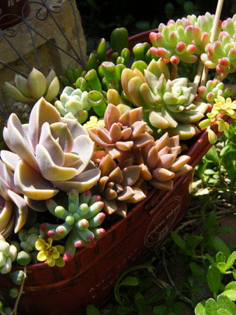 多肉寄せ植え