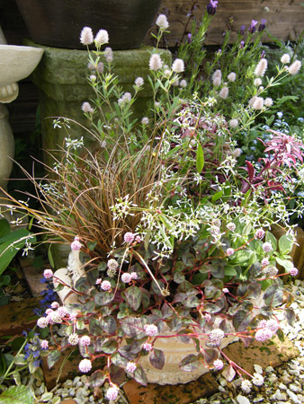 地味な寄せ植え