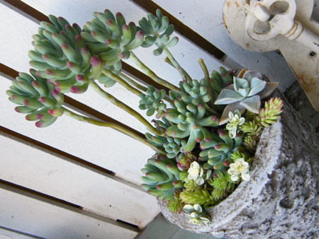 乙女心寄せ植え