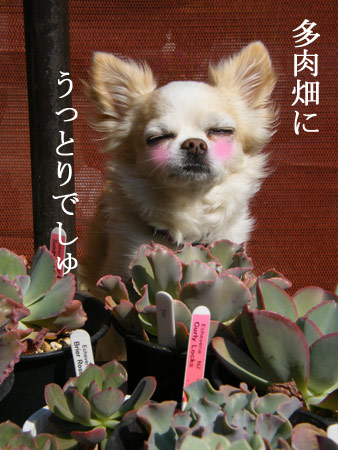 ぽっかぽか