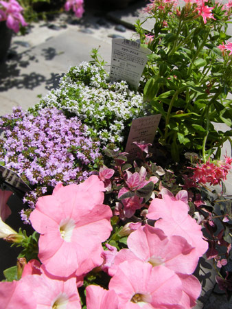 買った花