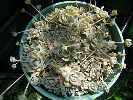 子持ち蓮華