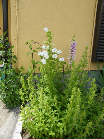 大型植物
