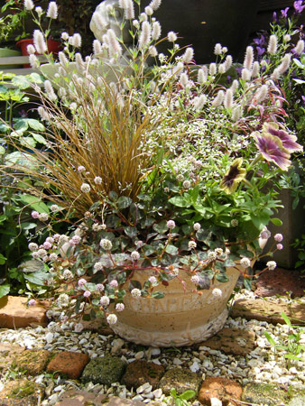 寄せ植え