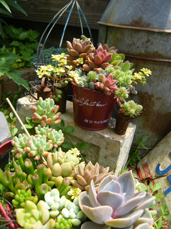 多肉寄せ植え