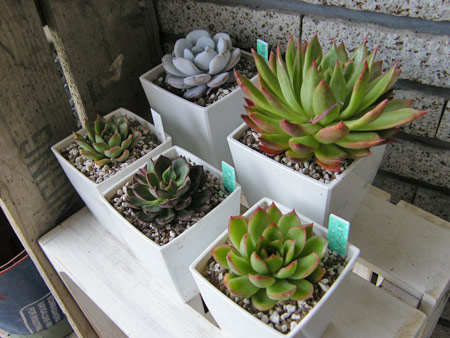 植え替え待機