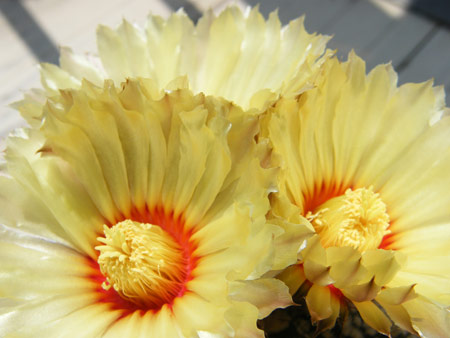 兜の花